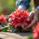Mains préparant un rhododendron en extérieur avec lumière naturelle